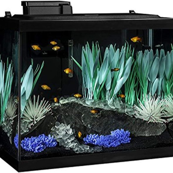 ColorFusion Aquarium